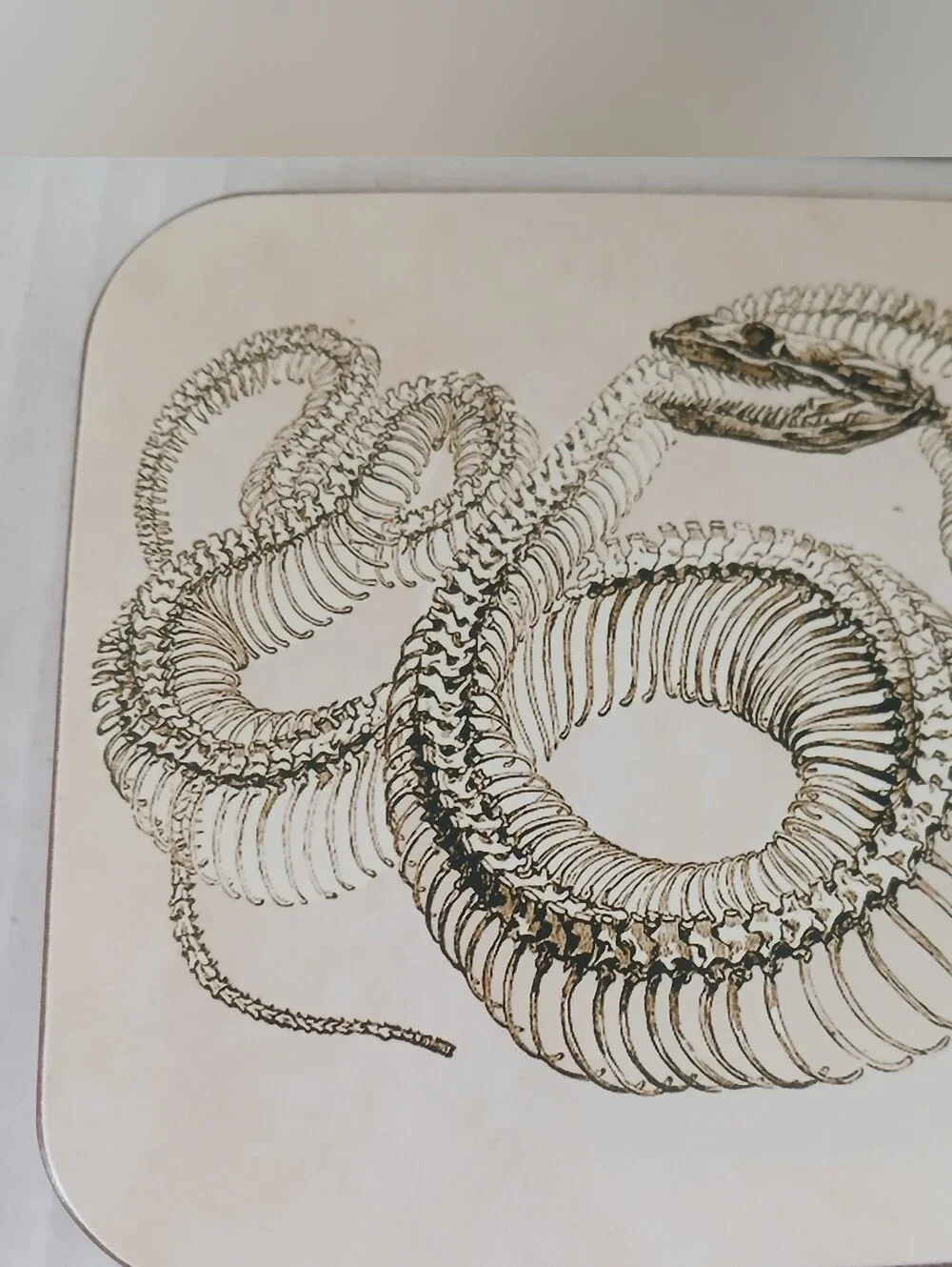 Williams-Sonoma Illustrated Coasters Sepia-Toned Artwork Anatomical Design